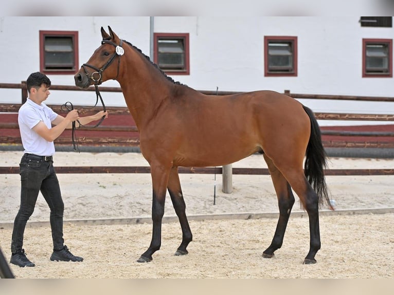 Trakehner Caballo castrado 4 años 167 cm Castaño in Bingen am Rhein