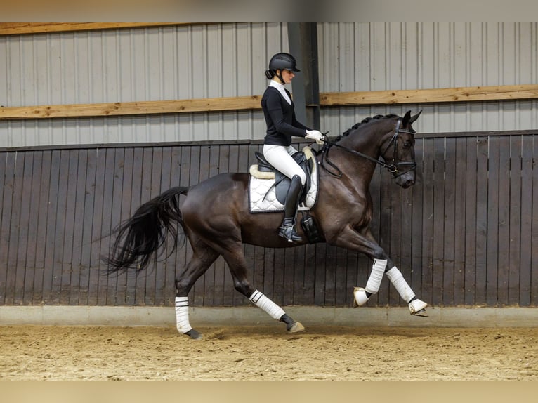 Trakehner Caballo castrado 4 años 167 cm Castaño oscuro in Neumünster