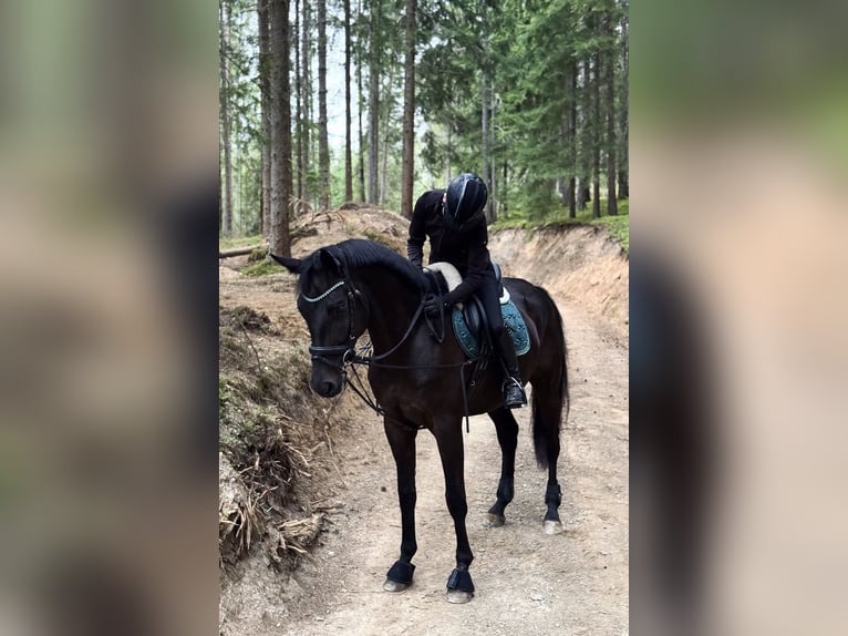 Trakehner Caballo castrado 4 años 167 cm Castaño oscuro in Stra&#xDF;burg