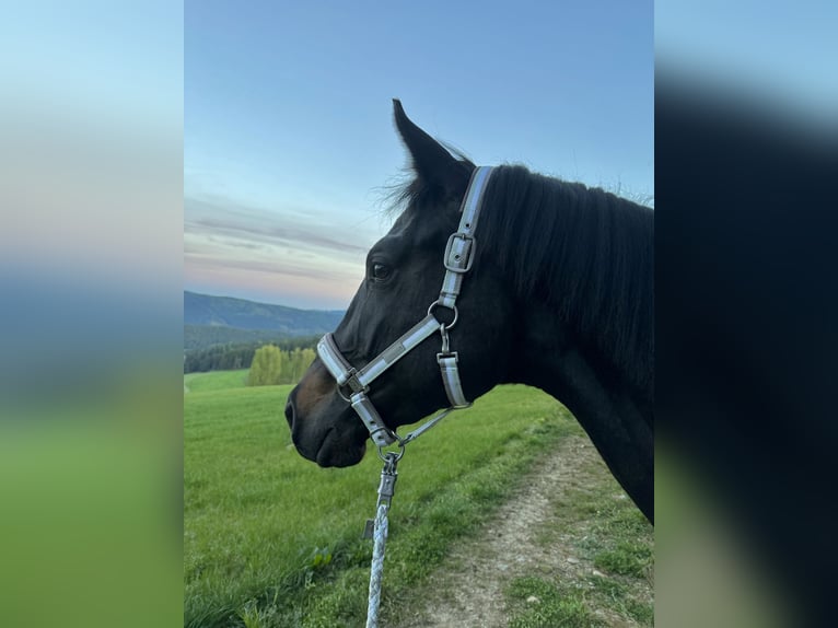 Trakehner Caballo castrado 4 años 167 cm Castaño oscuro in Stra&#xDF;burg