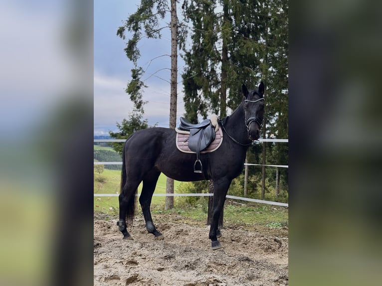 Trakehner Caballo castrado 4 años 167 cm Castaño oscuro in Stra&#xDF;burg