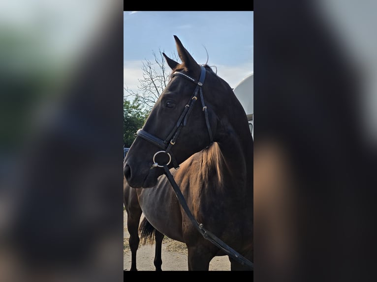 Trakehner Caballo castrado 4 años 167 cm Negro in Sperenberg