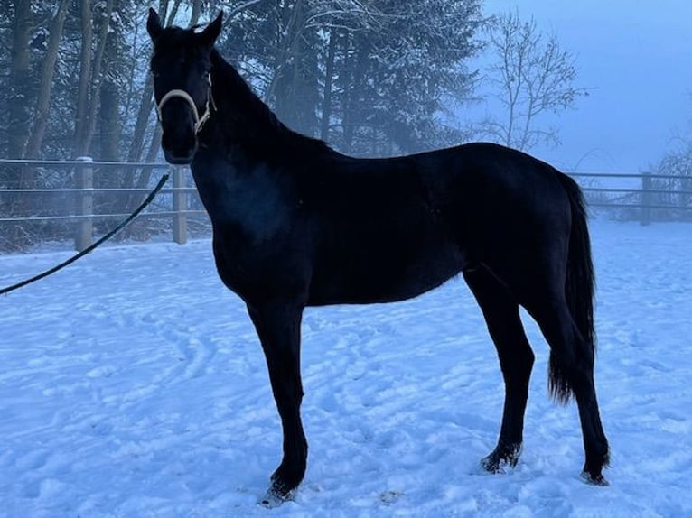 Trakehner Caballo castrado 4 años 167 cm Negro in Schwerte