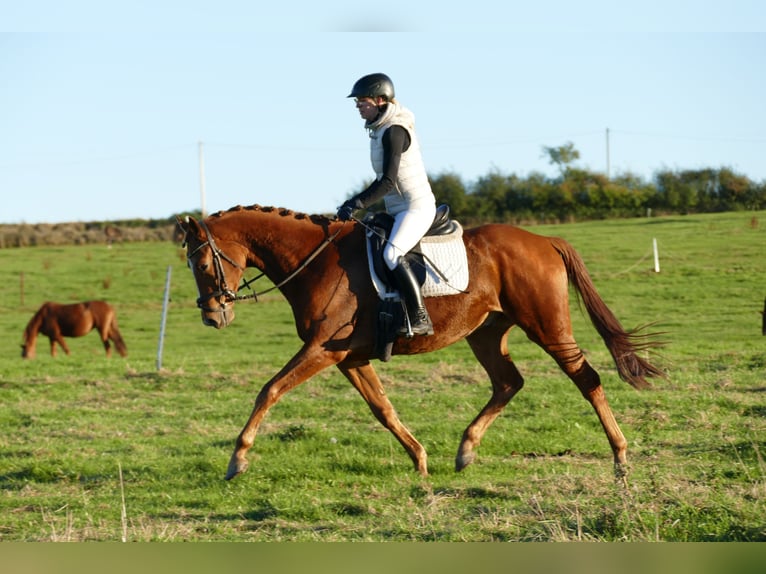 Trakehner Caballo castrado 4 años 168 cm Alazán in Ganschow