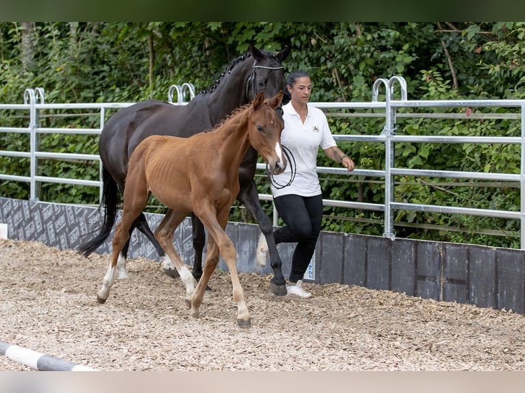 Trakehner Caballo castrado 4 años 168 cm Alazán in G&#xFC;nzburg