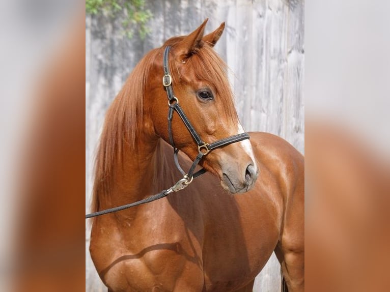 Trakehner Caballo castrado 4 años 168 cm Alazán in G&#xFC;nzburg