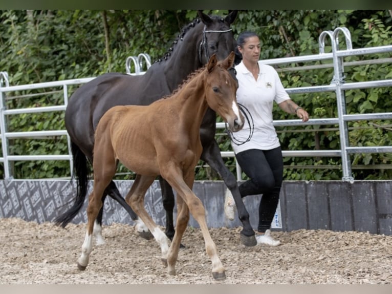 Trakehner Caballo castrado 4 años 168 cm Alazán in Günzburg