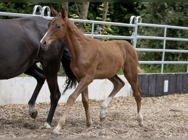 Trakehner Caballo castrado 4 años 168 cm Alazán in Günzburg