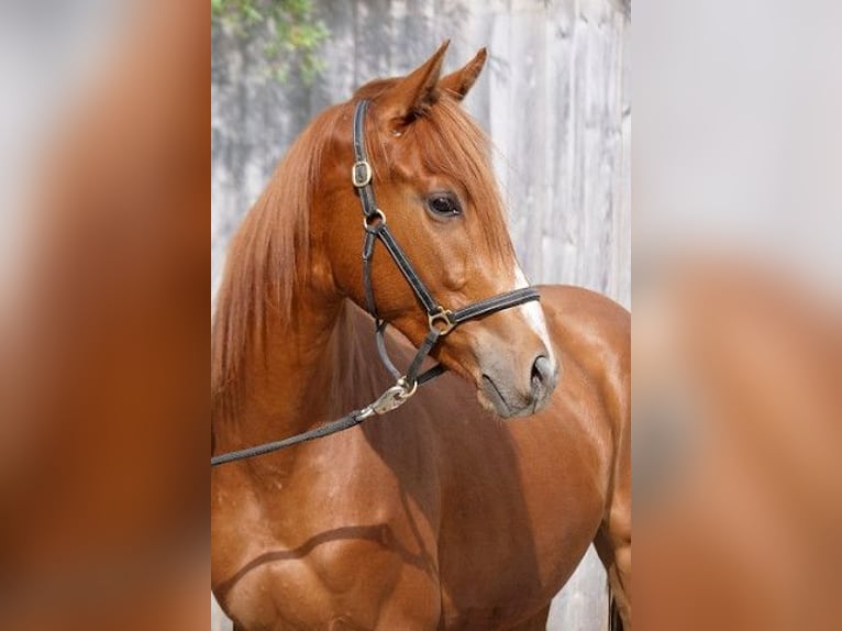 Trakehner Caballo castrado 4 años 168 cm Alazán in Günzburg