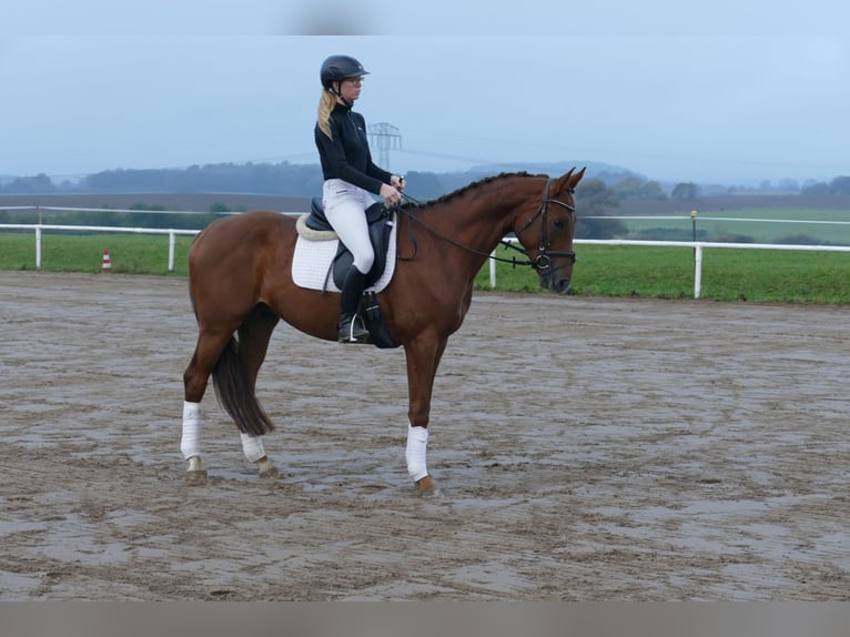 Trakehner Caballo castrado 4 años 168 cm Alazán-tostado in Ganschow