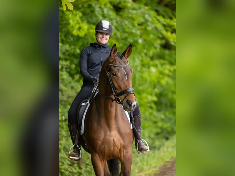 Trakehner Caballo castrado 4 años 168 cm Castaño in Uslar