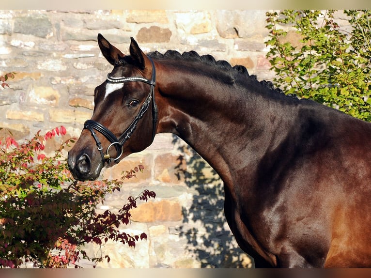 Trakehner Caballo castrado 4 años 168 cm Castaño in Emmerthal