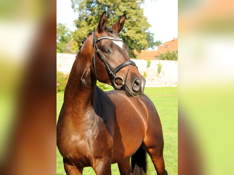 Trakehner Caballo castrado 4 años 168 cm Castaño in Emmerthal