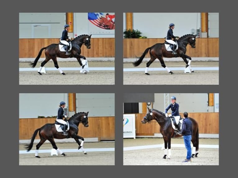 Trakehner Caballo castrado 4 años 168 cm Castaño in Emmerthal