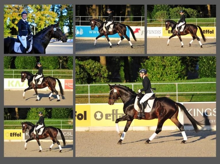 Trakehner Caballo castrado 4 años 168 cm Castaño in Emmerthal