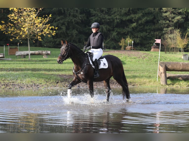 Trakehner Caballo castrado 4 años 168 cm Castaño oscuro in Neumünster