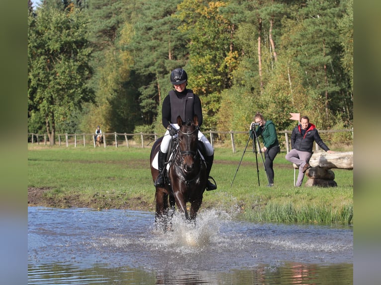 Trakehner Caballo castrado 4 años 168 cm Castaño oscuro in Neumünster