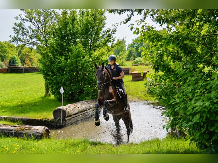 Trakehner Caballo castrado 4 años 168 cm Morcillo in Uslar