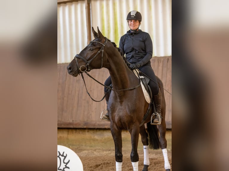 Trakehner Caballo castrado 4 años 168 cm Morcillo in Uslar