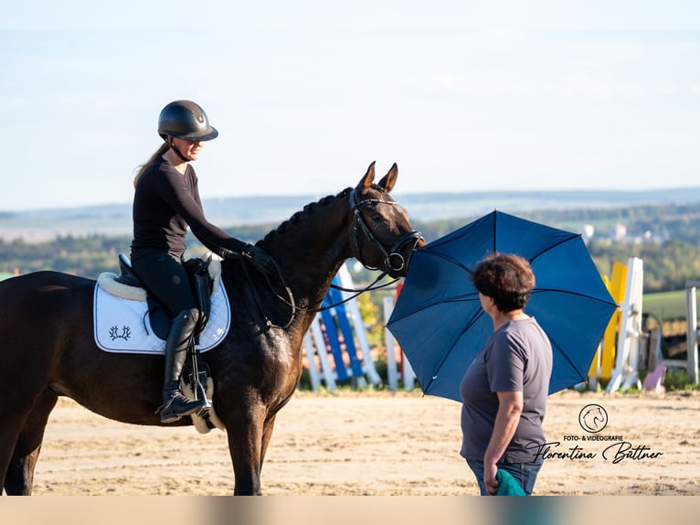 Trakehner Caballo castrado 4 años 169 cm Castaño in Diez