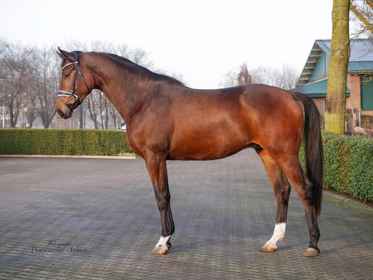 Trakehner Caballo castrado 4 años 169 cm Castaño in Essen (Oldenburg)
