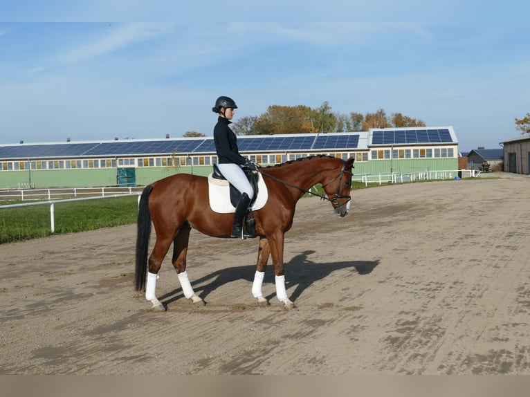 Trakehner Caballo castrado 4 años 169 cm Castaño in Ganschow