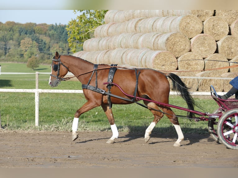 Trakehner Caballo castrado 4 años 169 cm Castaño in Ganschow