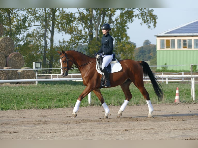 Trakehner Caballo castrado 4 años 169 cm Castaño in Ganschow