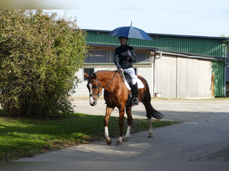 Trakehner Caballo castrado 4 años 169 cm Castaño in Ganschow