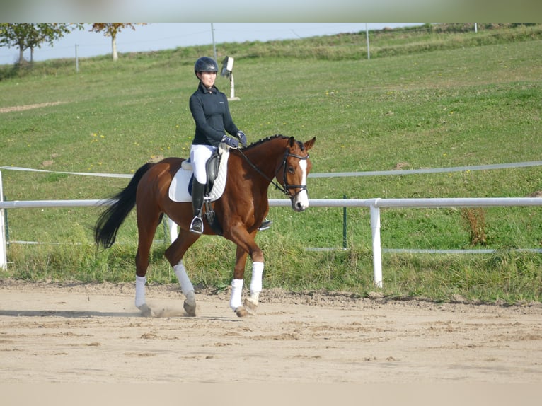 Trakehner Caballo castrado 4 años 169 cm Castaño in Ganschow