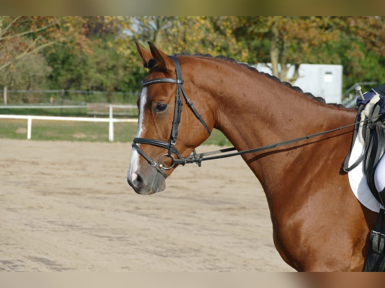 Trakehner Caballo castrado 4 años 169 cm Castaño in Ganschow