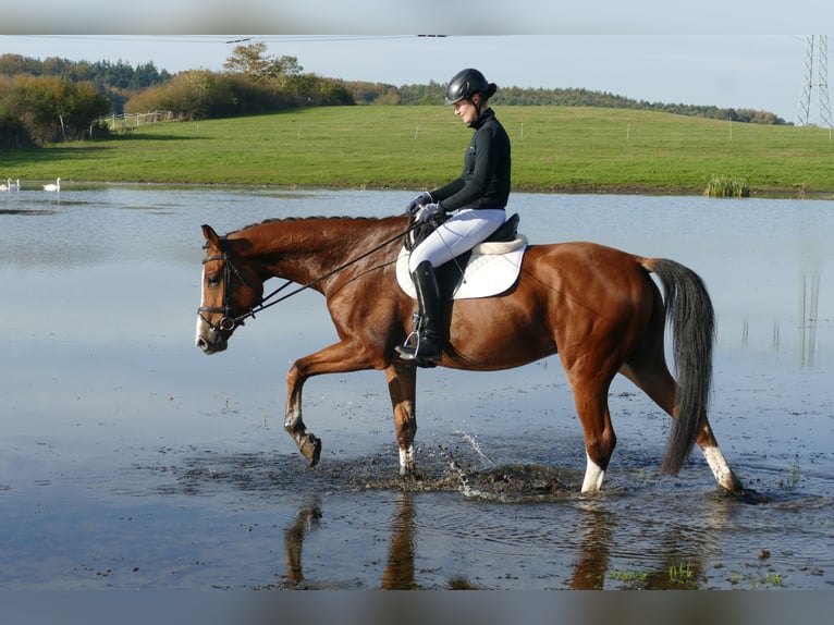 Trakehner Caballo castrado 4 años 169 cm Castaño in Ganschow