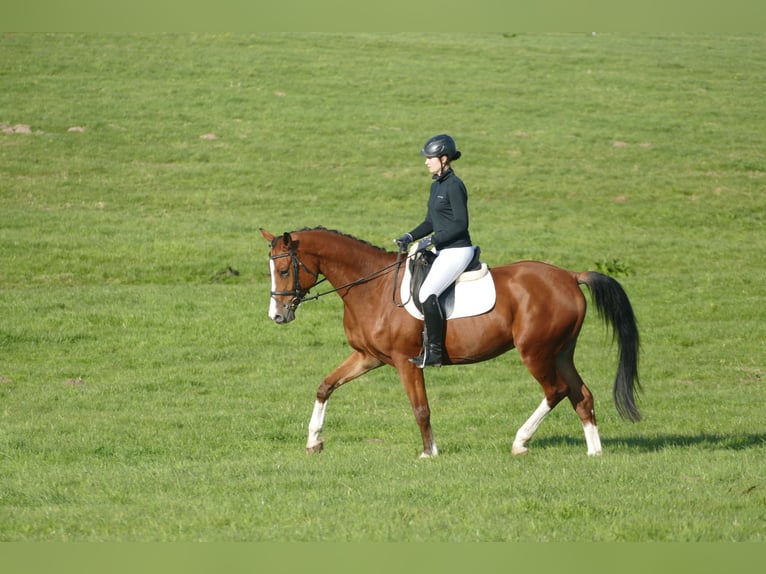 Trakehner Caballo castrado 4 años 169 cm Castaño in Ganschow