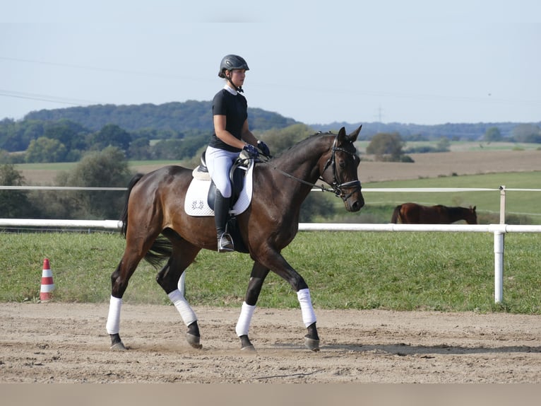 Trakehner Caballo castrado 4 años 169 cm Castaño oscuro in Ganschow