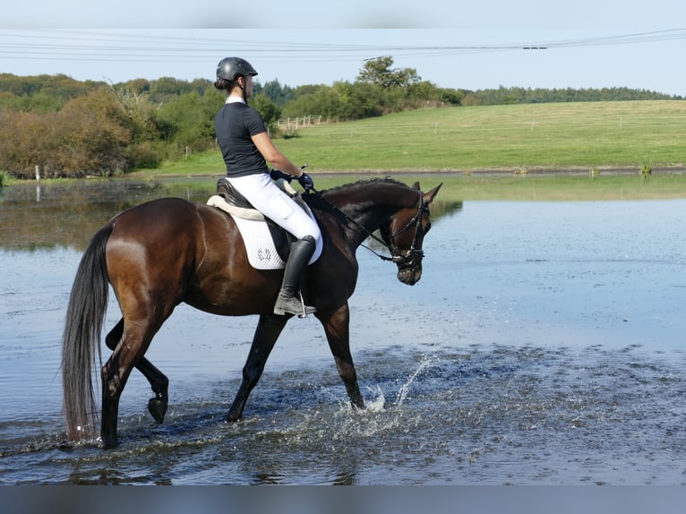 Trakehner Caballo castrado 4 años 169 cm Castaño oscuro in Ganschow