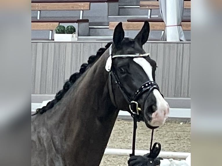Trakehner Caballo castrado 4 años 169 cm Castaño oscuro in Schiffdorf- Wehdel