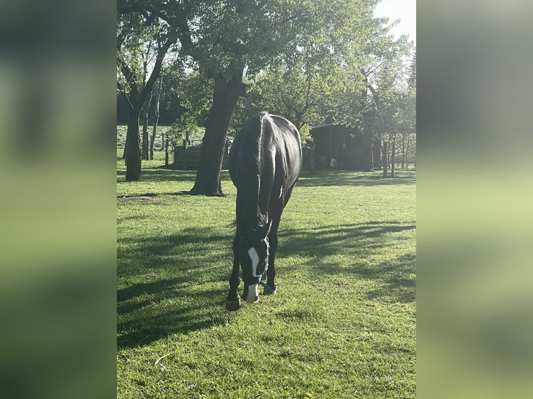 Trakehner Caballo castrado 4 años 169 cm Castaño oscuro in Schiffdorf- Wehdel