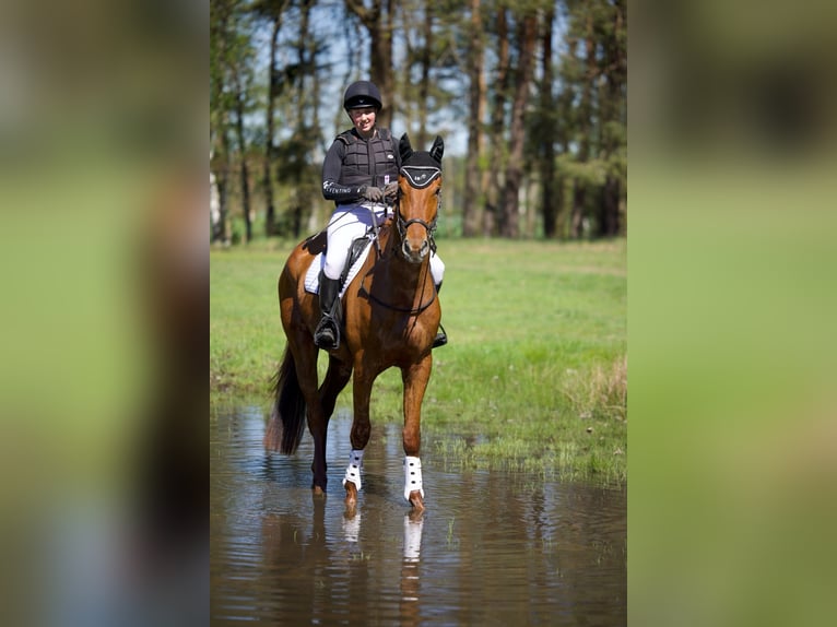Trakehner Caballo castrado 4 años 170 cm Alazán in Dannenberg (Elbe)