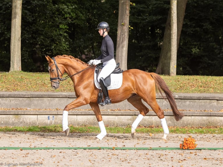 Trakehner Caballo castrado 4 años 170 cm Alazán in Neuss