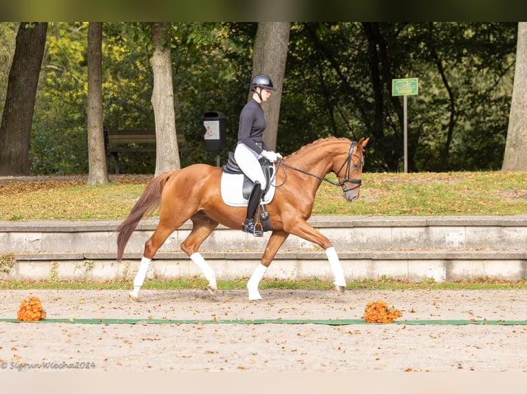 Trakehner Caballo castrado 4 años 170 cm Alazán in Neuss