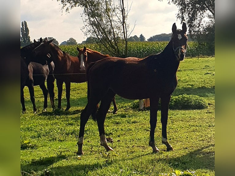 Trakehner Caballo castrado 4 años 170 cm in Kleve