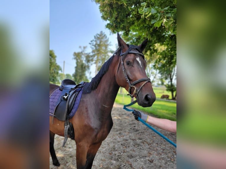 Trakehner Caballo castrado 4 años 170 cm in Kleve