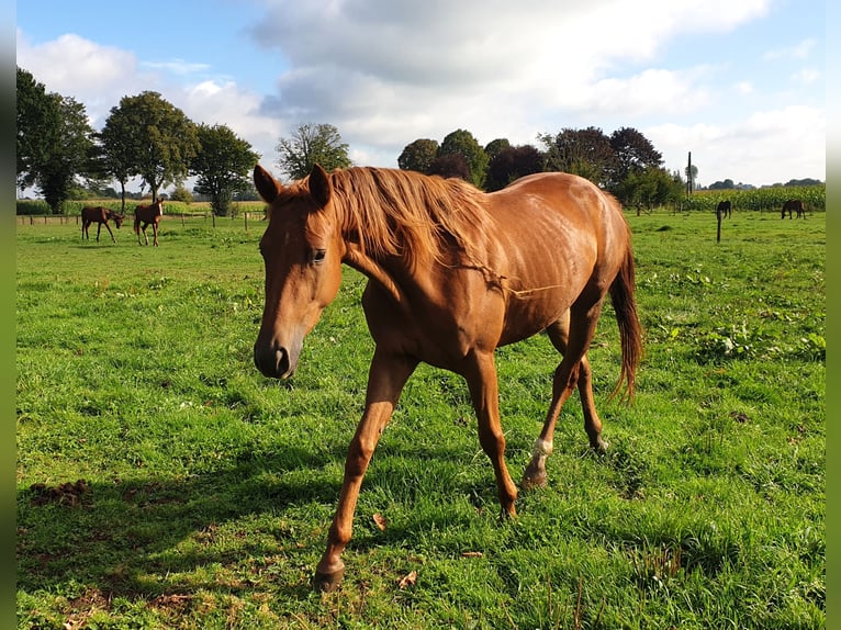 Trakehner Caballo castrado 4 años 170 cm in Kleve