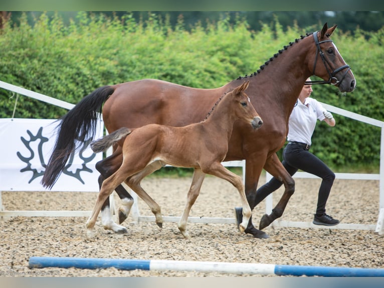 Trakehner Caballo castrado 4 años 170 cm Castaño in Walsrode