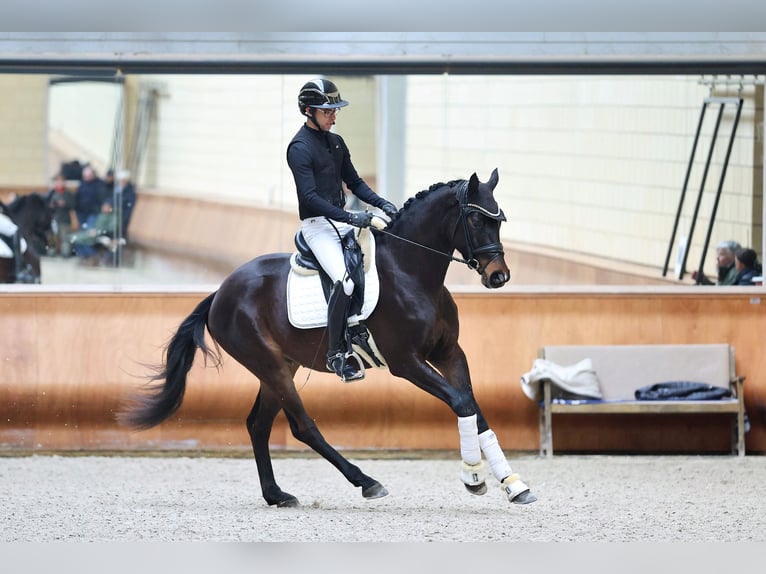 Trakehner Caballo castrado 4 años 170 cm Castaño oscuro in Forst