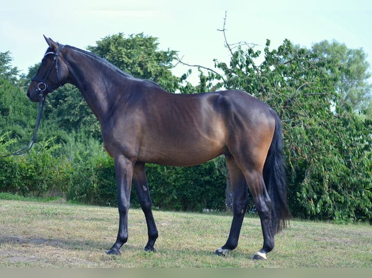 Trakehner Caballo castrado 4 años 170 cm Castaño oscuro in Bismark