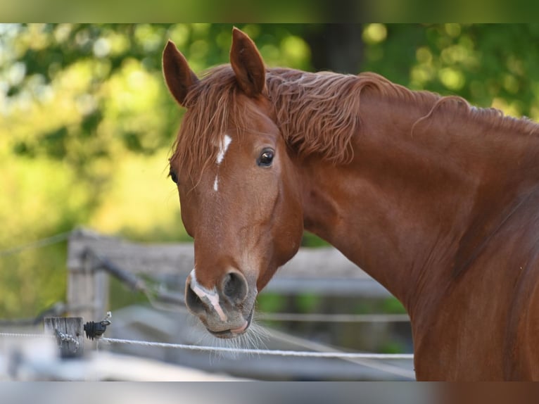 Trakehner Caballo castrado 4 años 171 cm Alazán in Hofkirchen