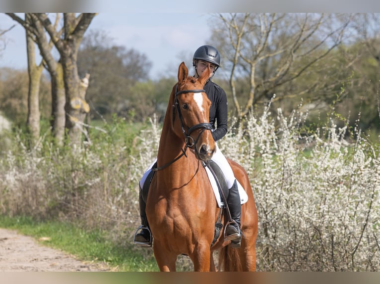 Trakehner Caballo castrado 4 años 172 cm Alazán in Badendorf