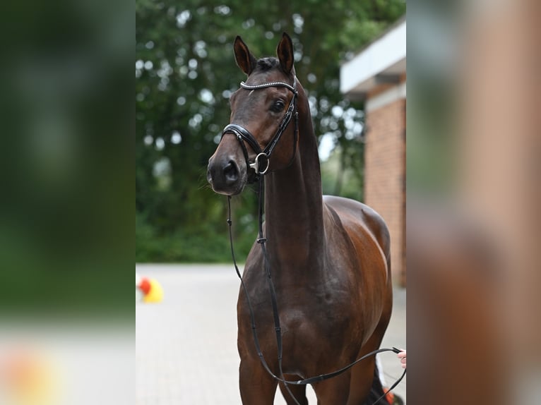 Trakehner Caballo castrado 4 años 172 cm Castaño oscuro in Nottuln