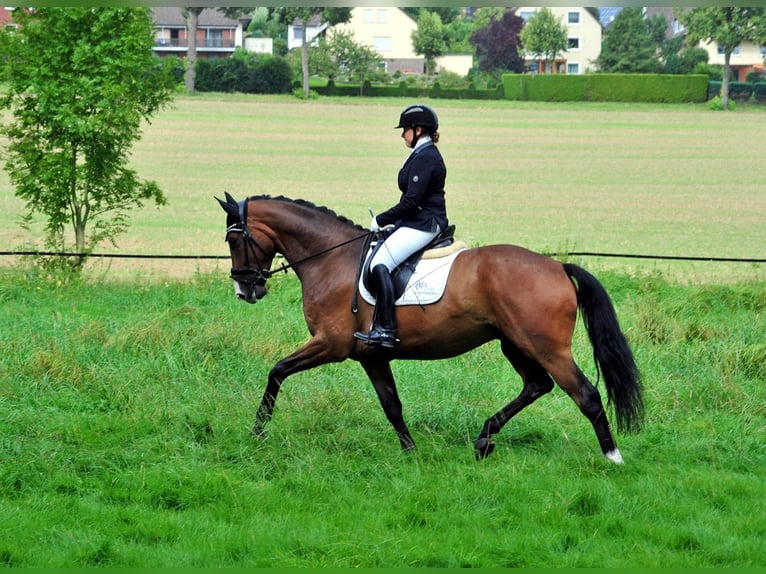 Trakehner Caballo castrado 4 años 173 cm Castaño oscuro in Emmerthal